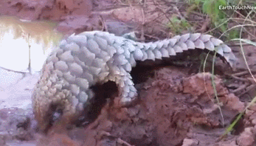 An energetic pangolin plays in a muddy puddle.