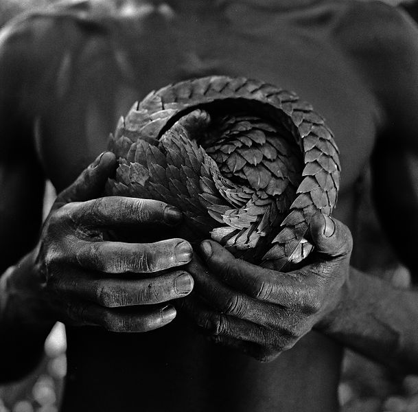 A man holds a curled-up pangolin. It looks like a scaly ball with a tail.