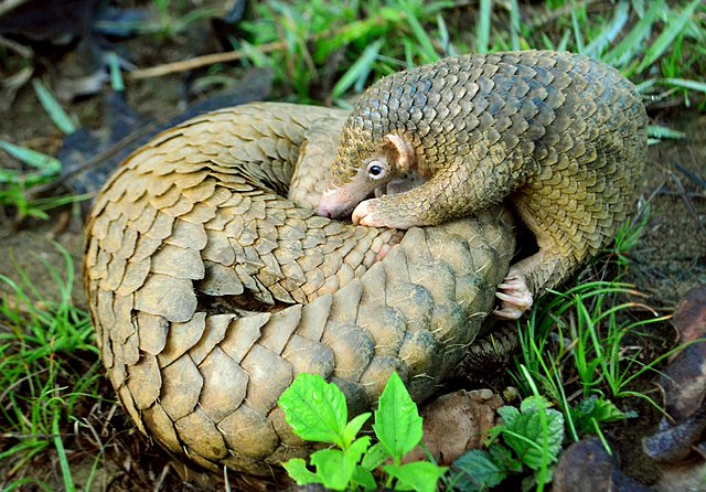 A baby pangolin snuggles up to their mother in the grass.